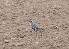 105American Golden Plover