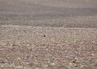 American Golden Plover (45)