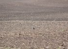 American Golden Plover (46)