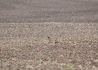 American Golden Plover (47)