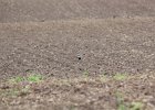 American Golden Plover (49)