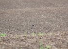 American Golden Plover (50)
