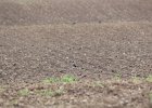 American Golden Plover (51)