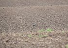 American Golden Plover (52)