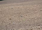 American Golden Plover (58)