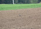 American Golden Plover (60)