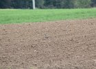 American Golden Plover (61)