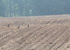 American Golden Plover (69)