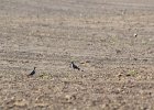 American Golden Plover (77)