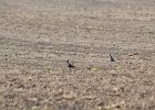 American Golden Plover (78)