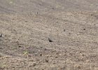 American Golden Plover (79)