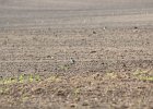 American Golden Plover (81)