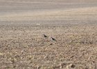 American Golden Plover (82)