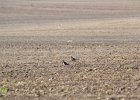 American Golden Plover (83)