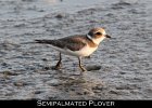 027 - 271 Semipalmated Plover