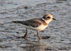101Semipalmated Plover