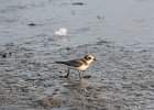 Semipalmated Plover (1)