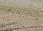 Semipalmated Plover (10)
