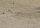 Semipalmated Plover (11)