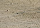 Semipalmated Plover (12)