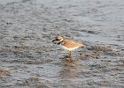 Semipalmated Plover (13)