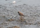 Semipalmated Plover (15)