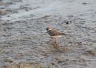Semipalmated Plover (16)