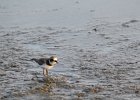 Semipalmated Plover (18)