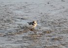 Semipalmated Plover (19)