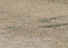 Semipalmated Plover (2)