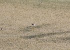 Semipalmated Plover (3)