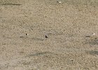 Semipalmated Plover (4)