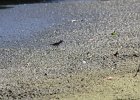 Semipalmated Plover (5)