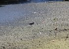 Semipalmated Plover (6)