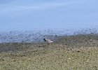 Semipalmated Plover (7)