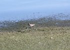 Semipalmated Plover (8)