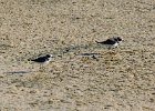 Semipalmated Plover (9)