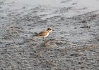 Semipalmated Plover