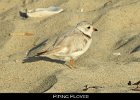 027 - 272 Piping Plover