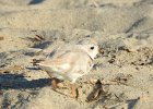 Piping Plover (1)
