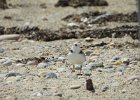 Piping Plover (11)