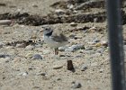Piping Plover (12)