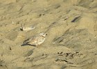 Piping Plover (2)