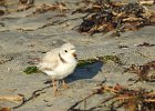 Piping Plover (3)
