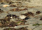 Piping Plover (4)