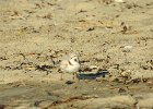 Piping Plover (5)