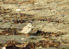 Piping Plover (6)