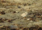 Piping Plover (7)