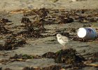 Piping Plover (8)