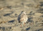 Piping Plover (9)